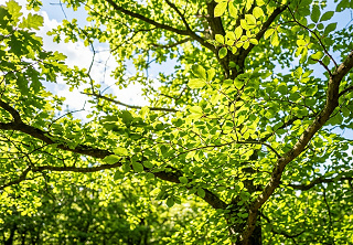 Laubbaum sonnendurchflutet